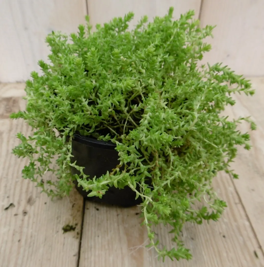 3 stuks! Rotsplant Sedum lichtgroen Warentuin Natuurlijk