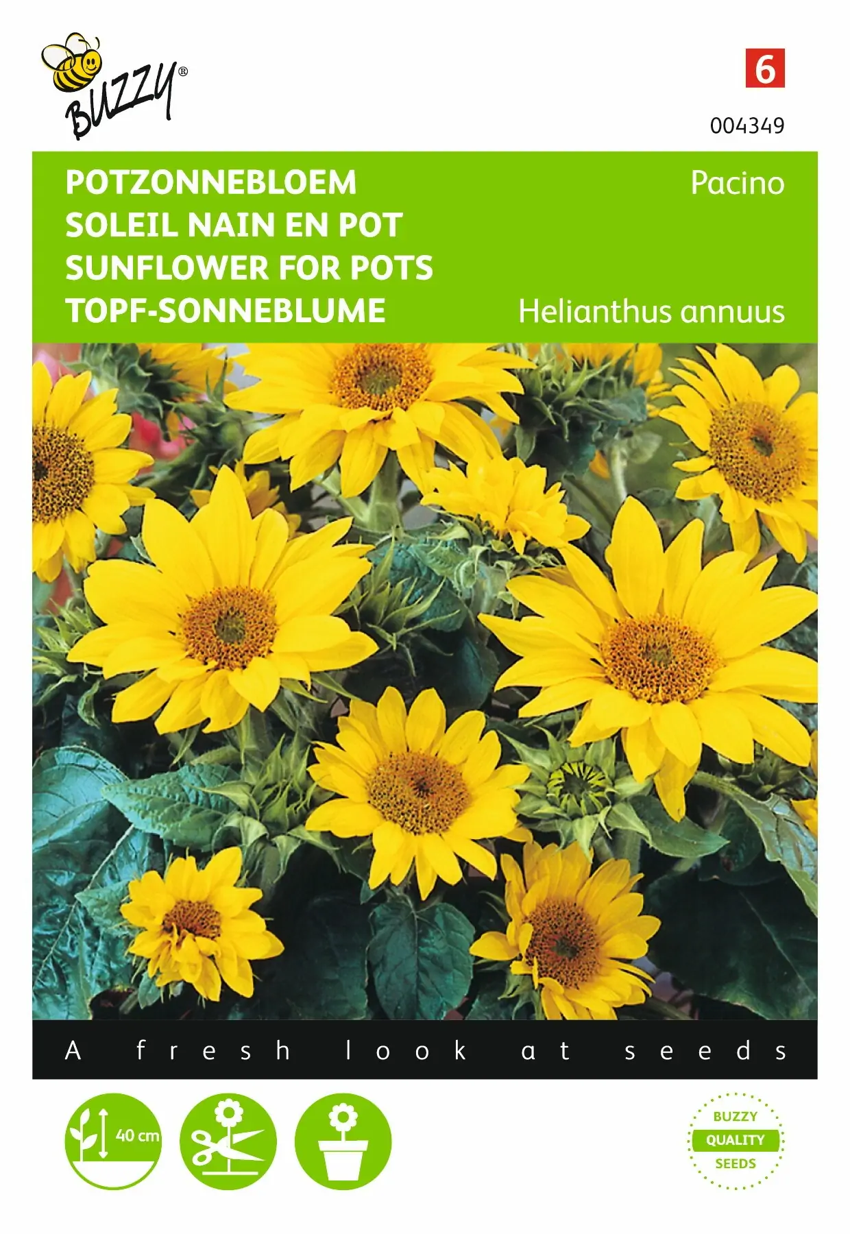 Zaden Helianthus lage Potzonnebloem Pacino Buzzy