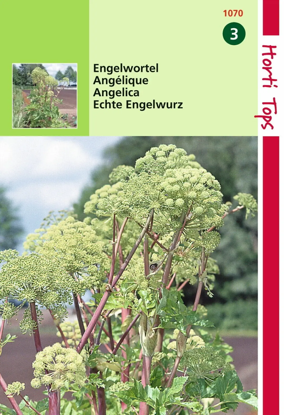 Zaden Engelwortel (Angelica Arch.) Hortitops