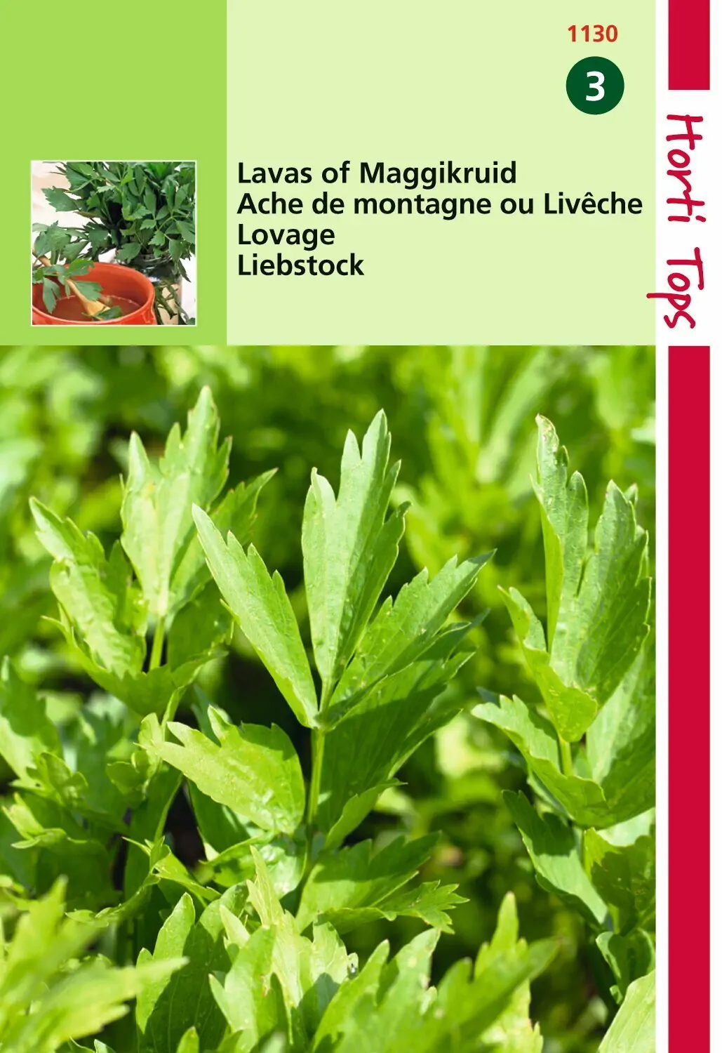 Zaden Lavas (maggiplant) Hortitops