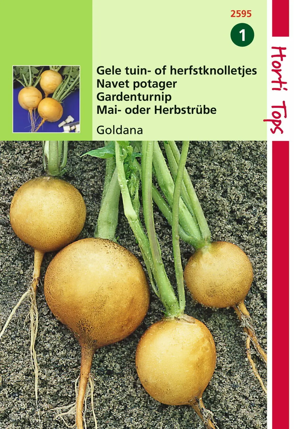 Zaden Rapen Goldana (Goudbal Kortlof) Hortitops