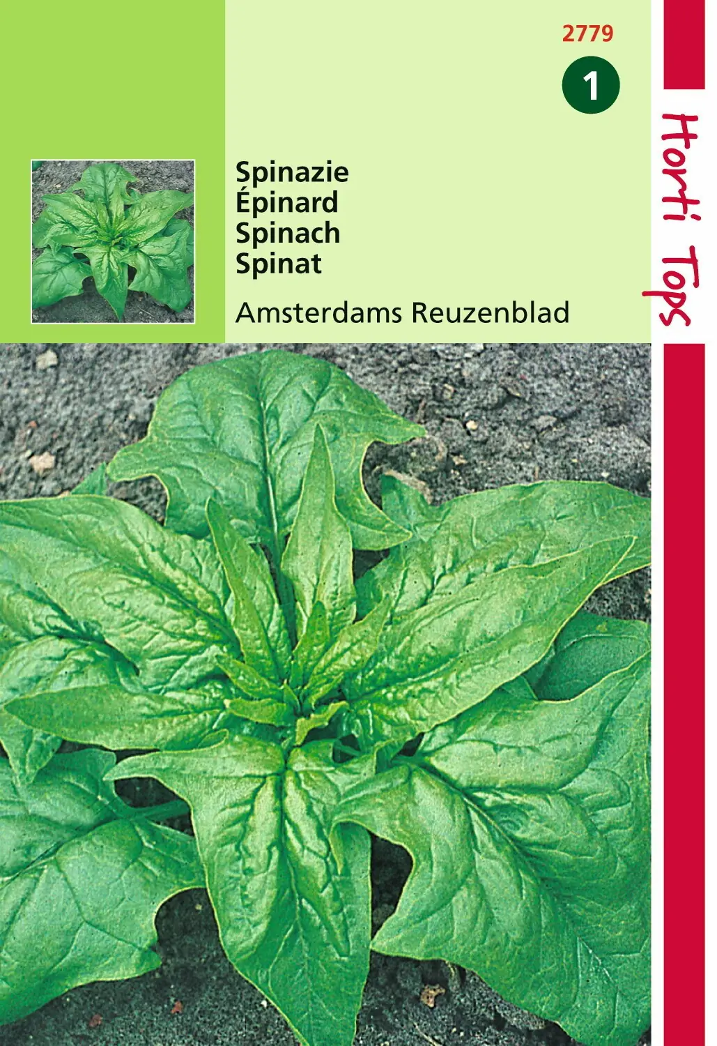 Zaden Spinazie Amsterdams Scherp Zaad 15 Gram Hortitops