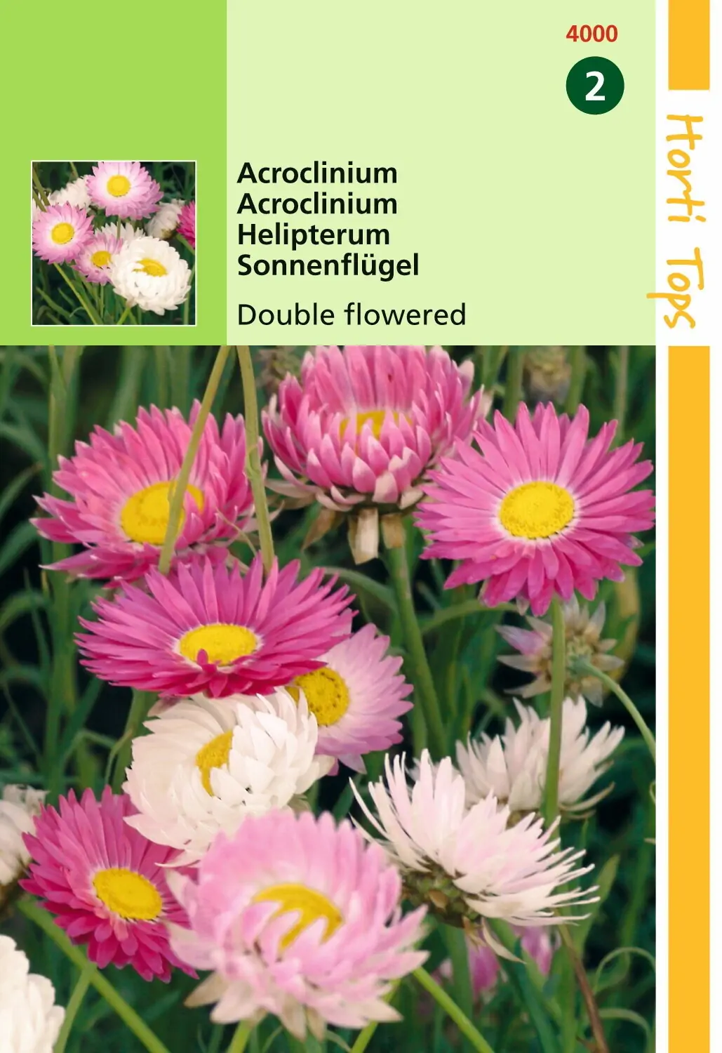 Zaden Acroclinium dubbelbloemig gemengd Hortitops