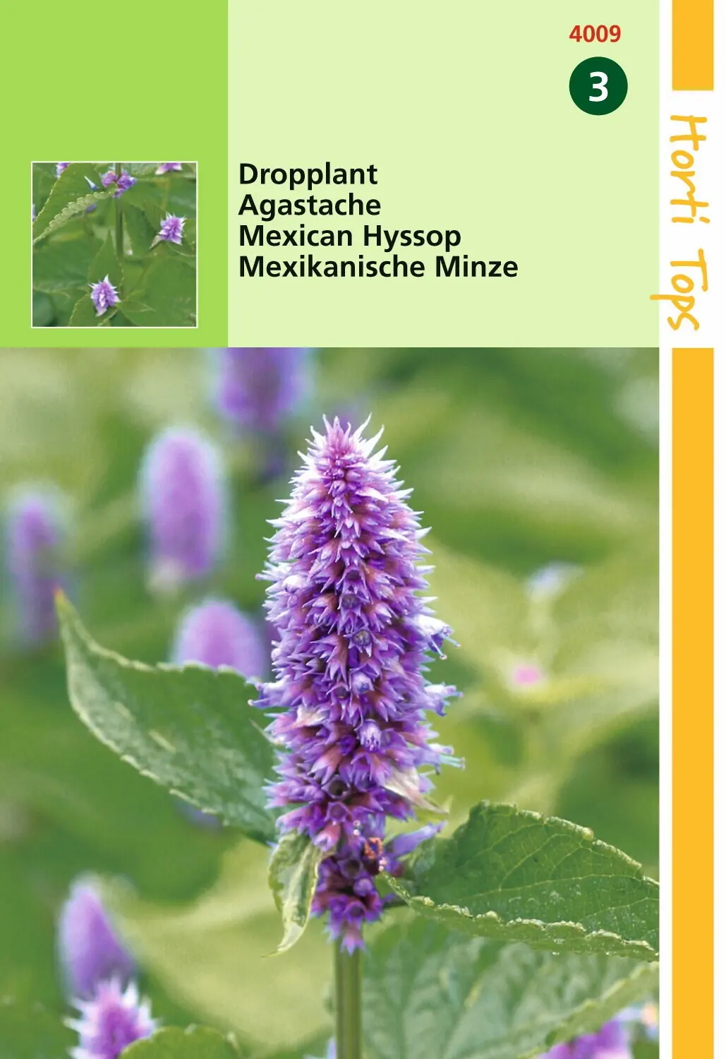 Zaden Agastache Dropplant (mexicana) Hortitops