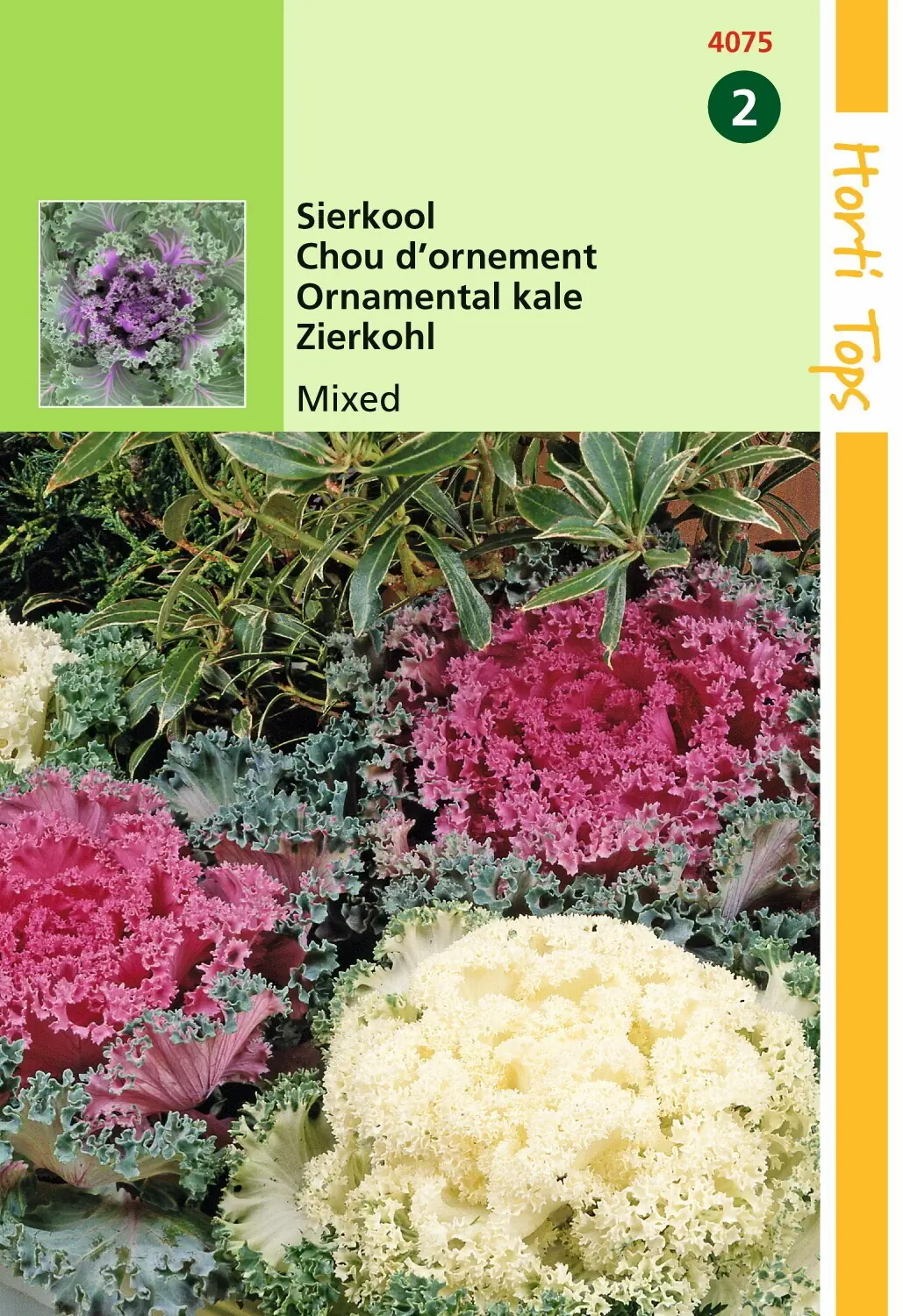 Zaden Brassica Sierkool gemengd Hortitops