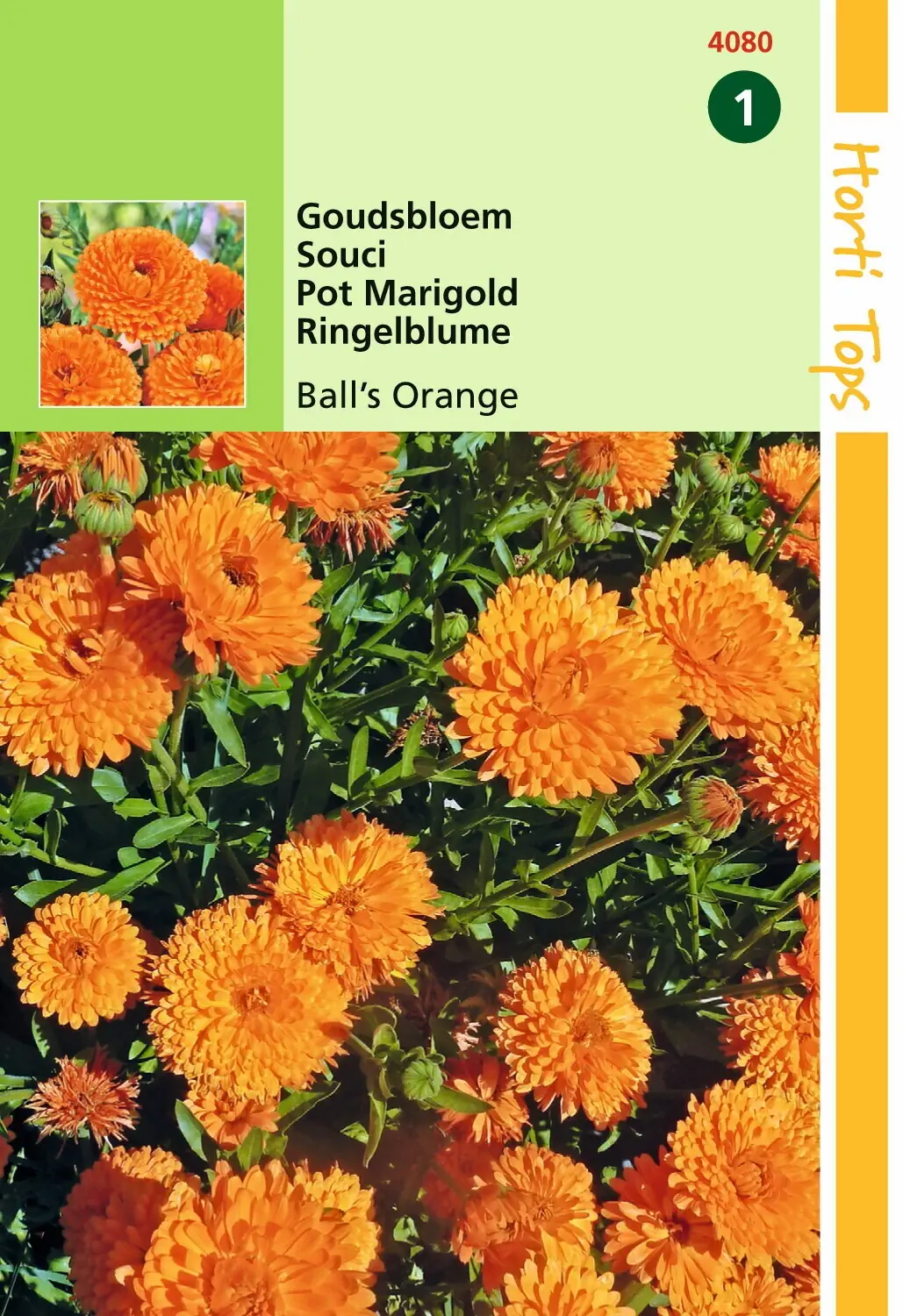 Zaden Calendula Goudsbloem Ball's Oranje dubbelbloemig Hortitops