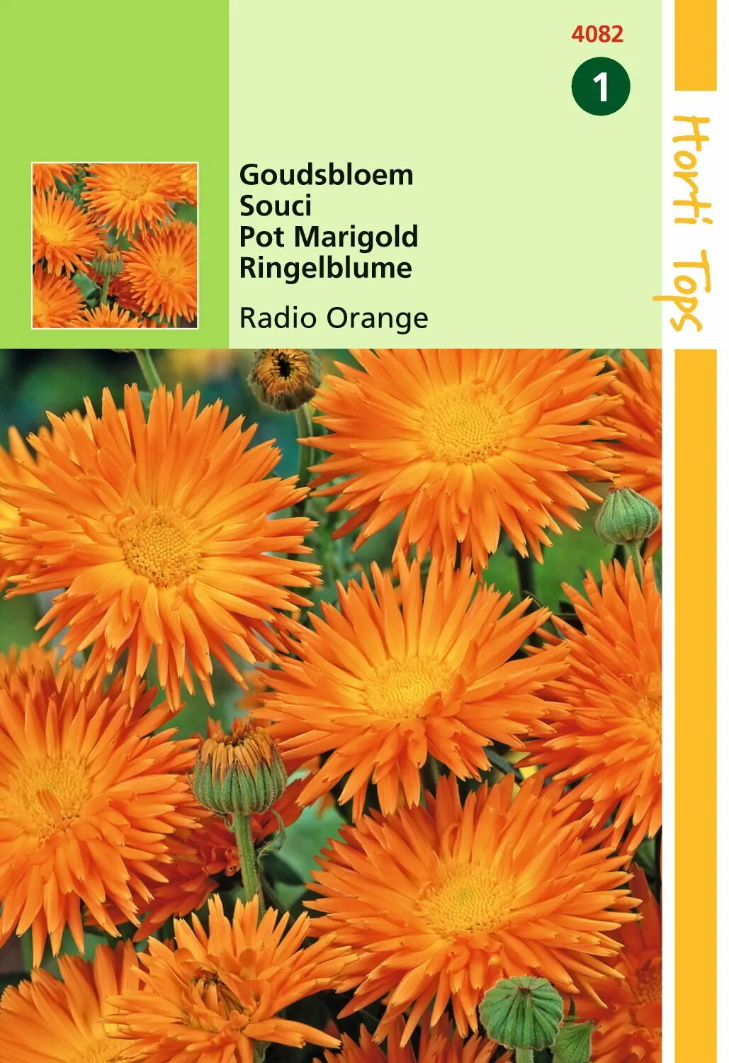Zaden Calendula Goudsbloem Radio Orange Hortitops