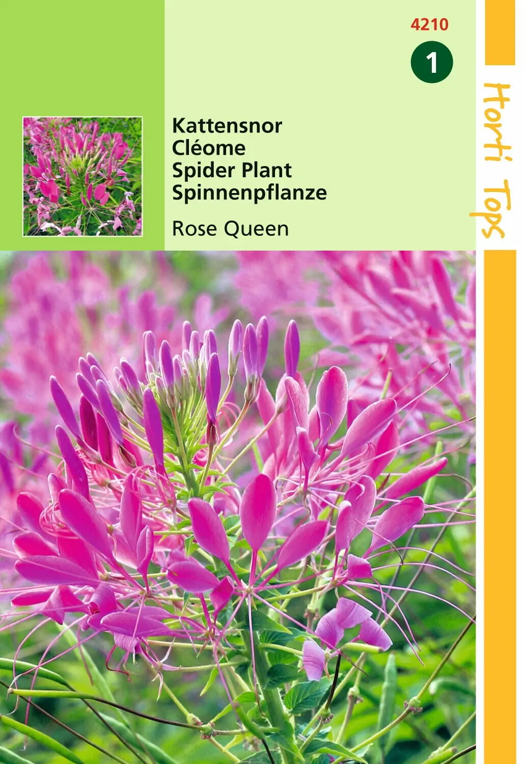 Zaden Cleome Kattensnor Rose Queen Hortitops