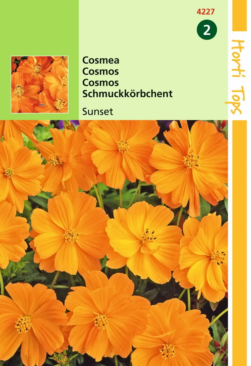 Zaden Cosmos Cosmea Sunset Oranje-Rood Hortitops