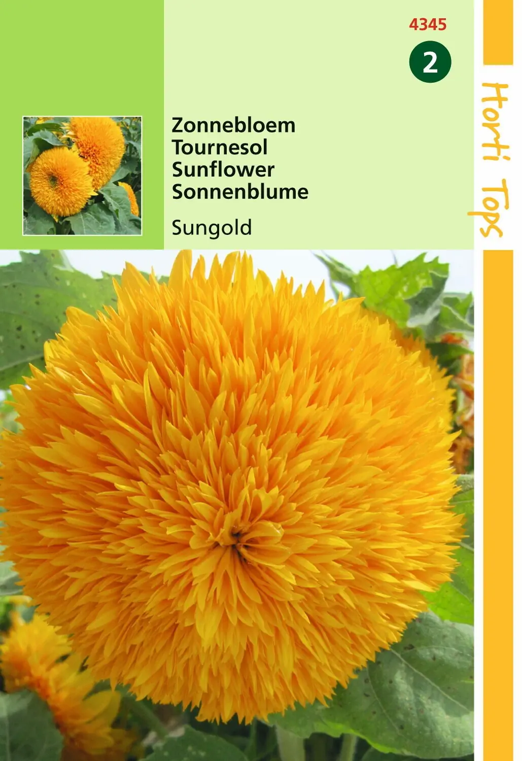 Zaden Helianthus Zonnebloem Sungold dubbelbloemig hoog Hortitops