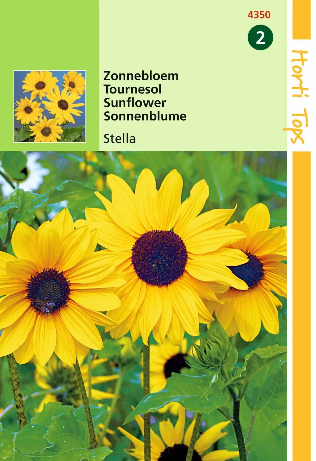 Zaden Helianthus Zonnebloem Stella Hortitops