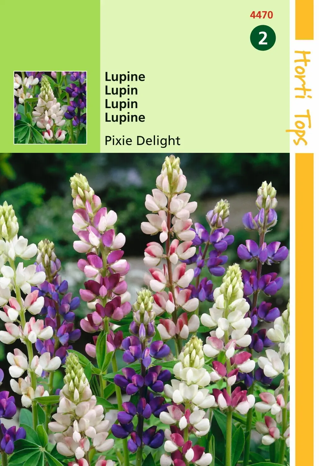 Zaden Lupinus Lupine Pixie Delight gemengd Hortitops