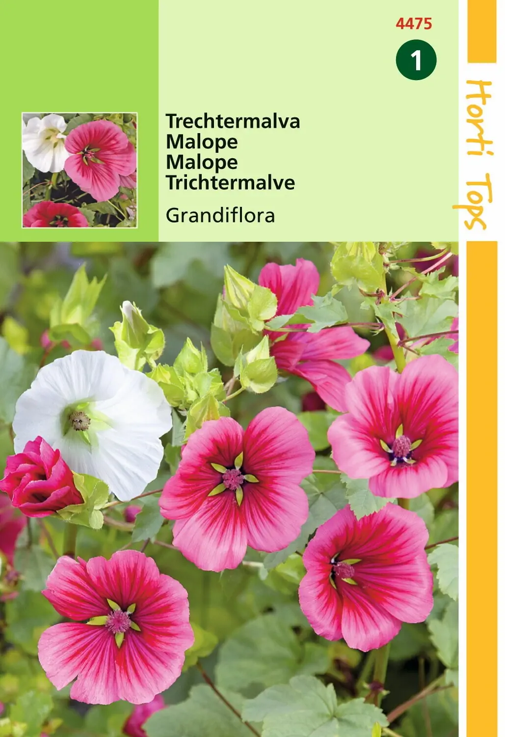 Zaden Malope Trechtermalva gemengd Hortitops