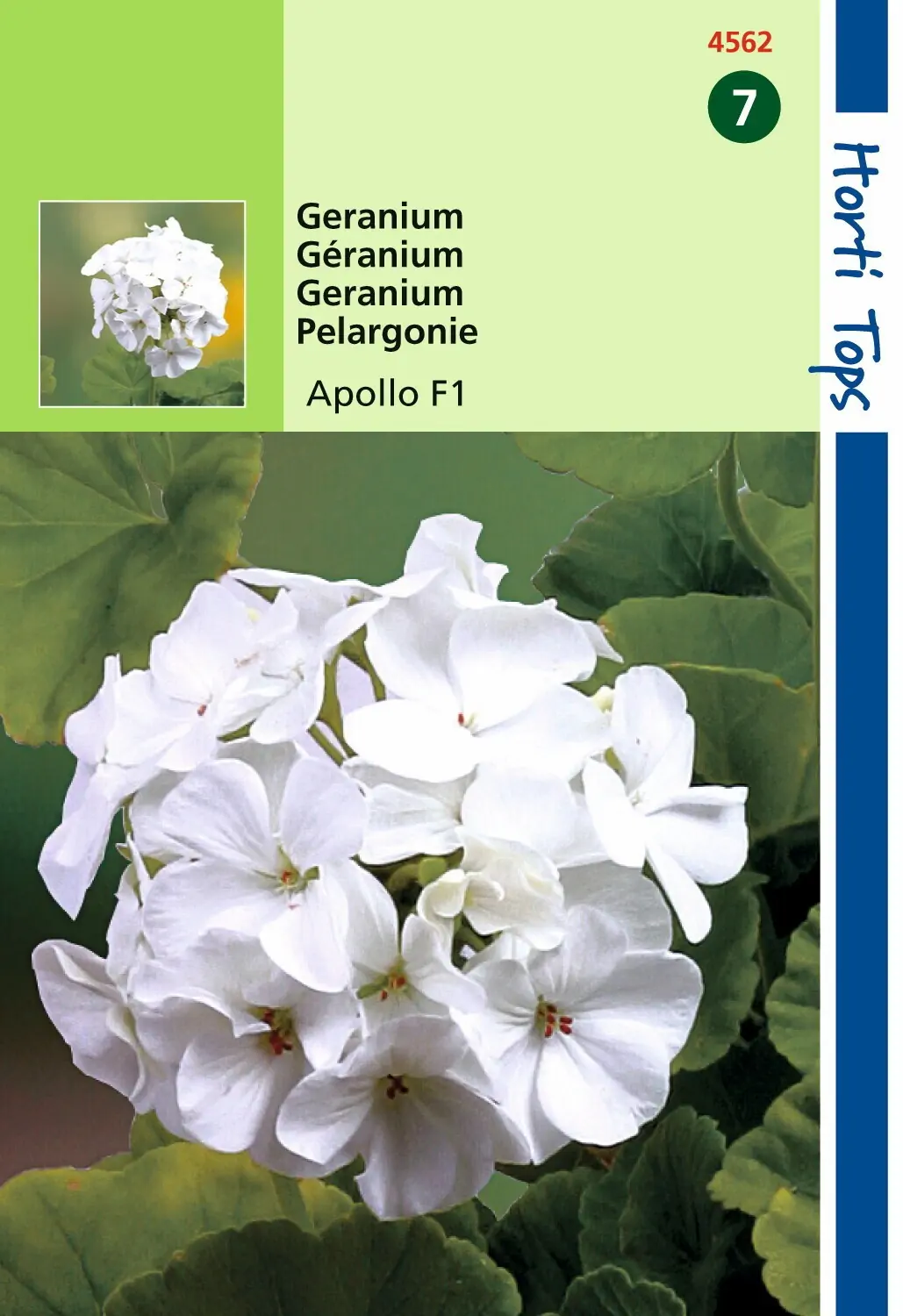 Zaden Pelargonium Geranium Apollo Wit F1 Hortitops