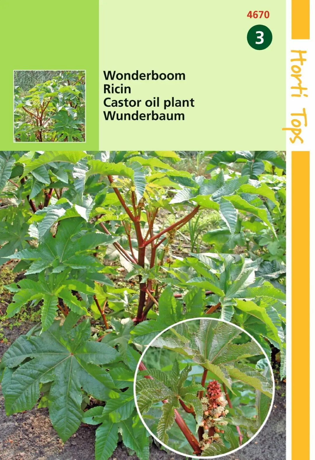 Zaden Ricinus Wonderboom gemengd Hortitops