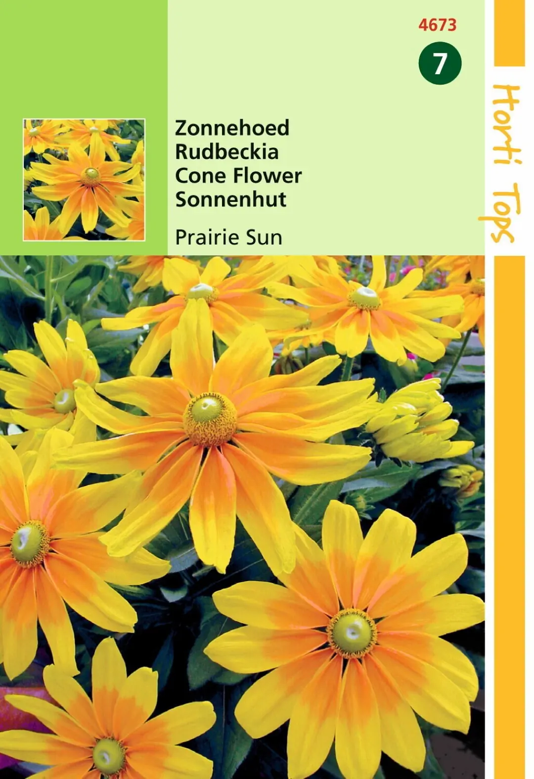 Zaden Rudbeckia Zonnehoed Prairie Sun Hortitops