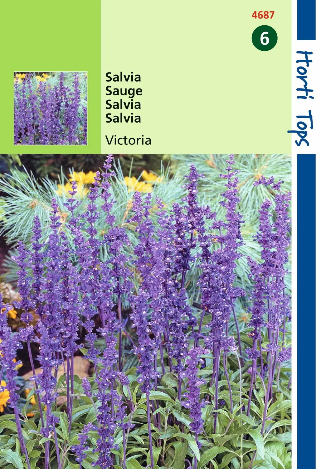 Zaden Salvia Siersalie Victoria donkerblauw Hortitops