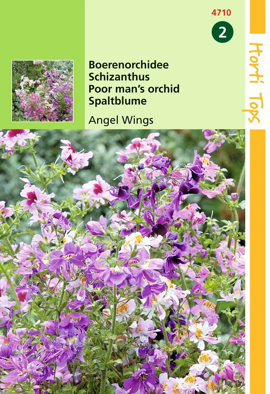 Zaden Schizanthus Boerenochidee Angel Wings Hortitops