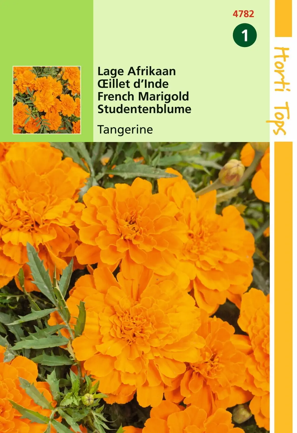 Zaden Tagetes lage Afrikaan Tangerine Hortitops