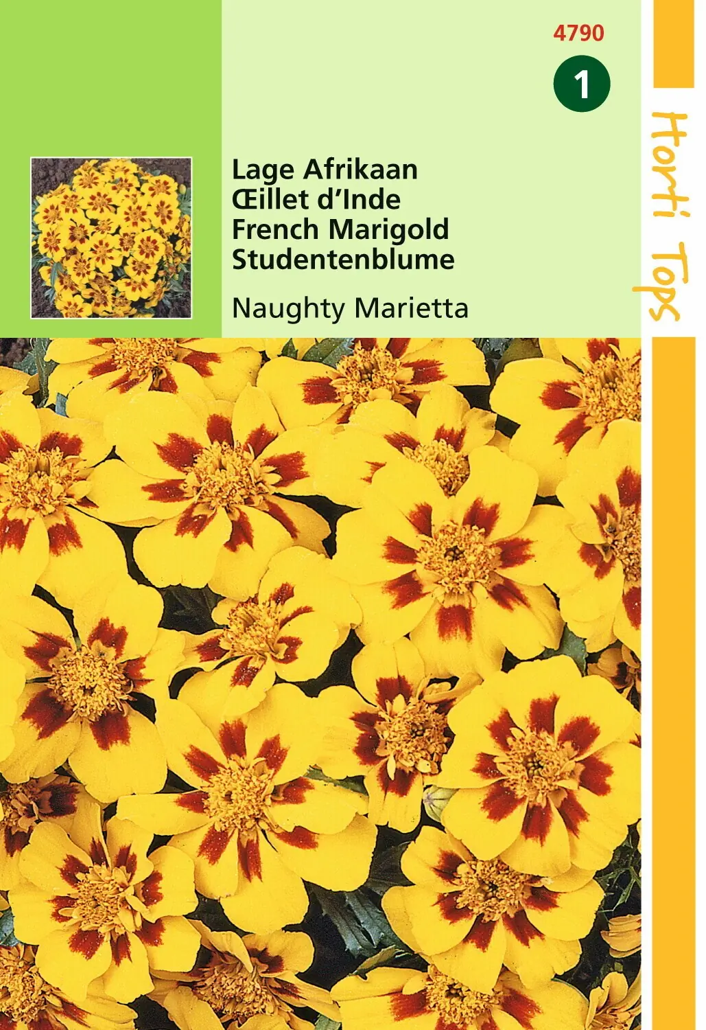 Zaden Tagetes lage Afrikaan Naughty Marietta Hortitops