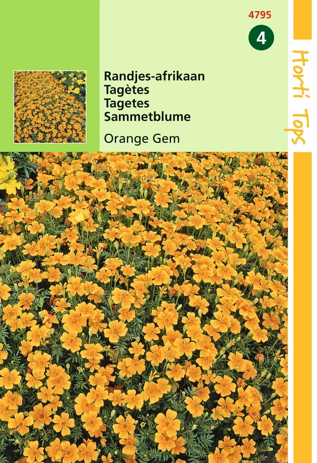 Zaden Tagetes Randjes-afrikaan Orange Hortitops