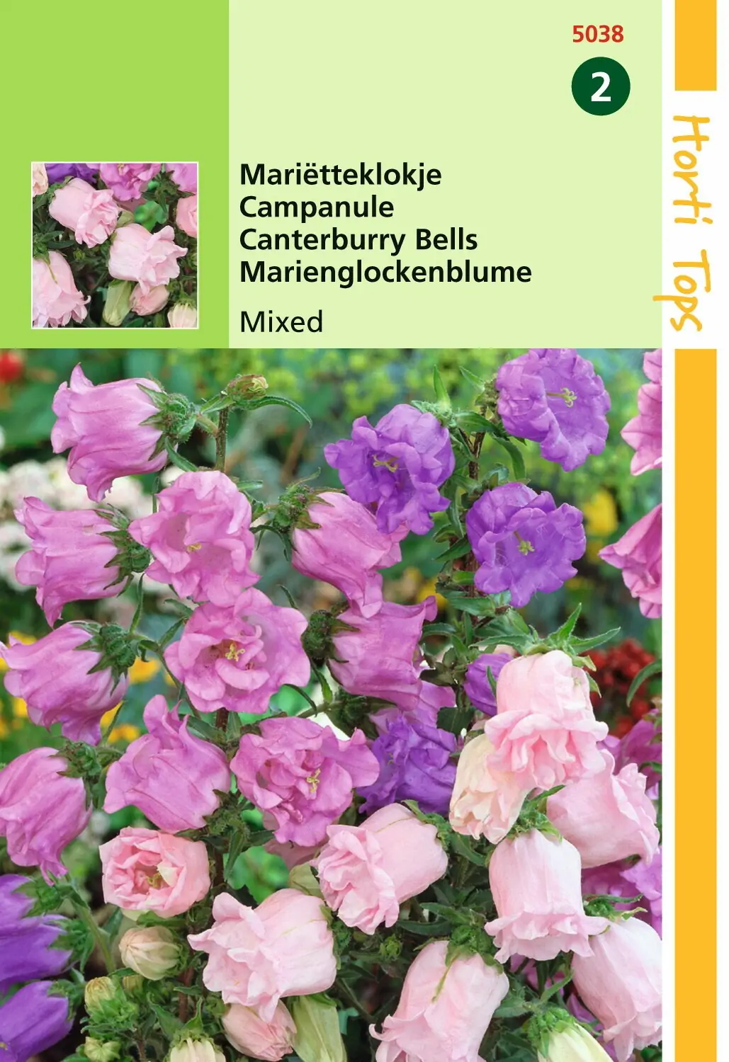 Zaden Campanula Marietteklokje calycanthema gemengd Hortitops
