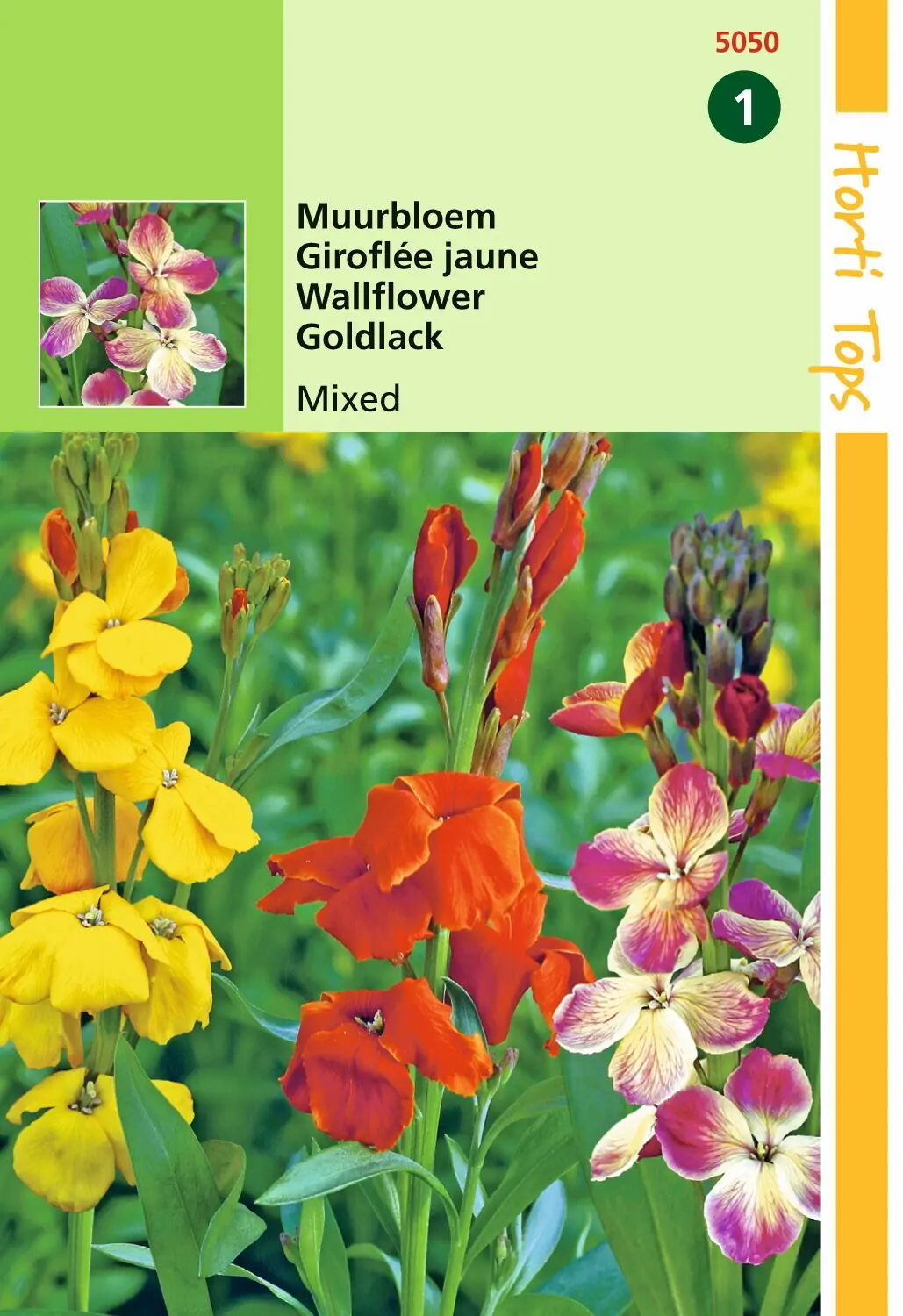 Zaden Cheiranthus Muurbloem Fair Lady gemengd Hortitops