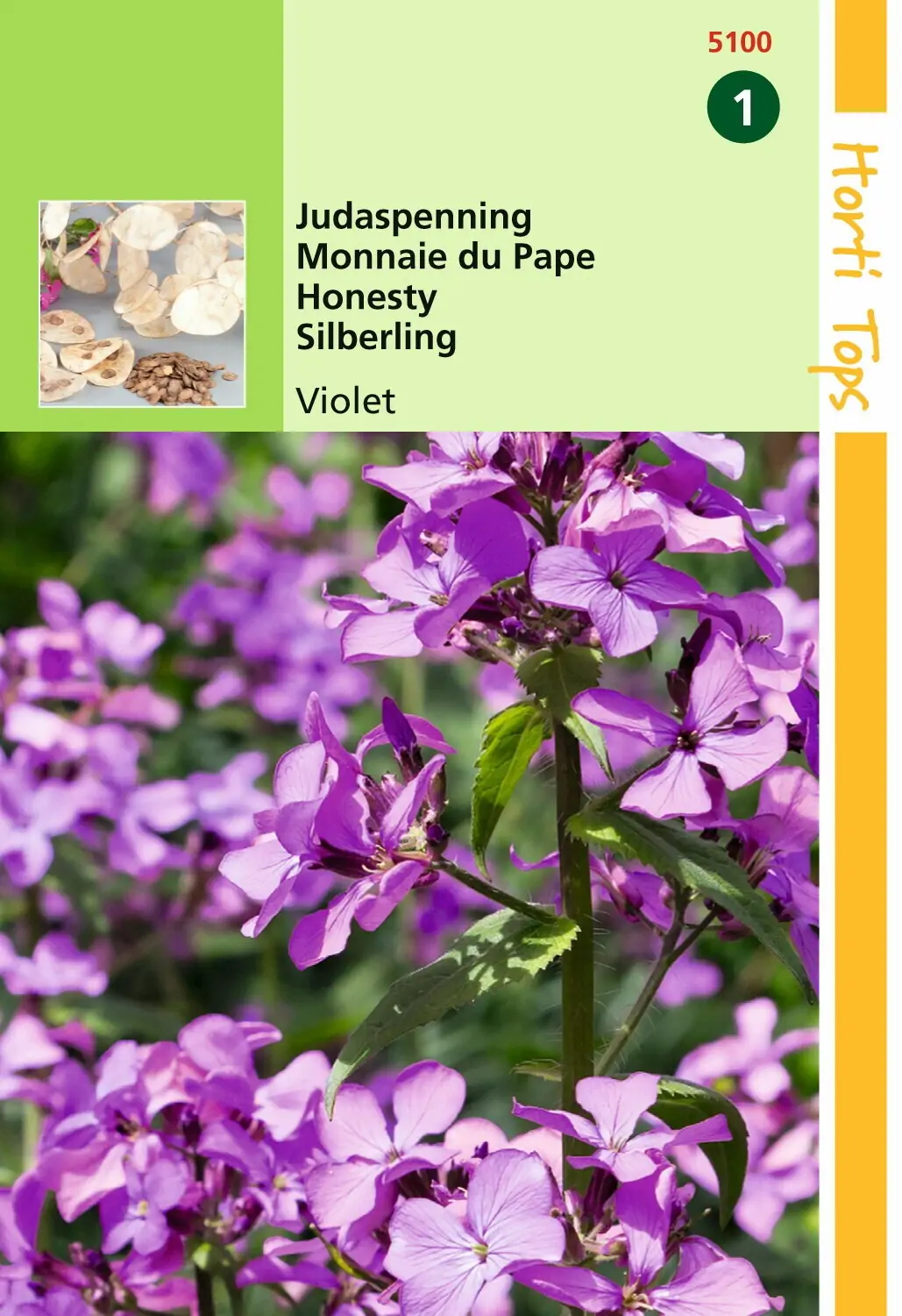 Zaden Lunaria Judaspenning Violet Hortitops