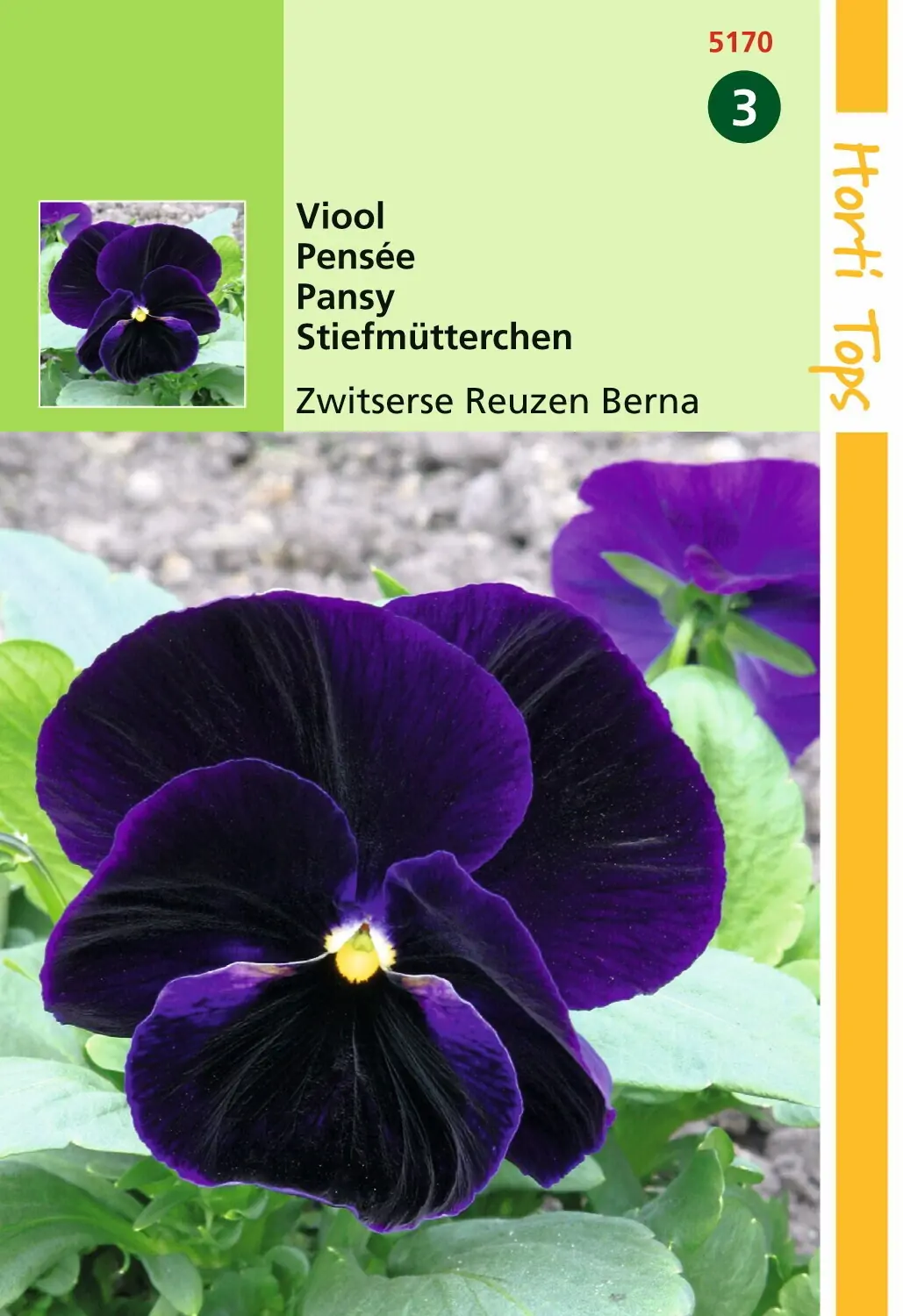 Zaden Viola Viool Zwitserse Reuzen Berna Hortitops
