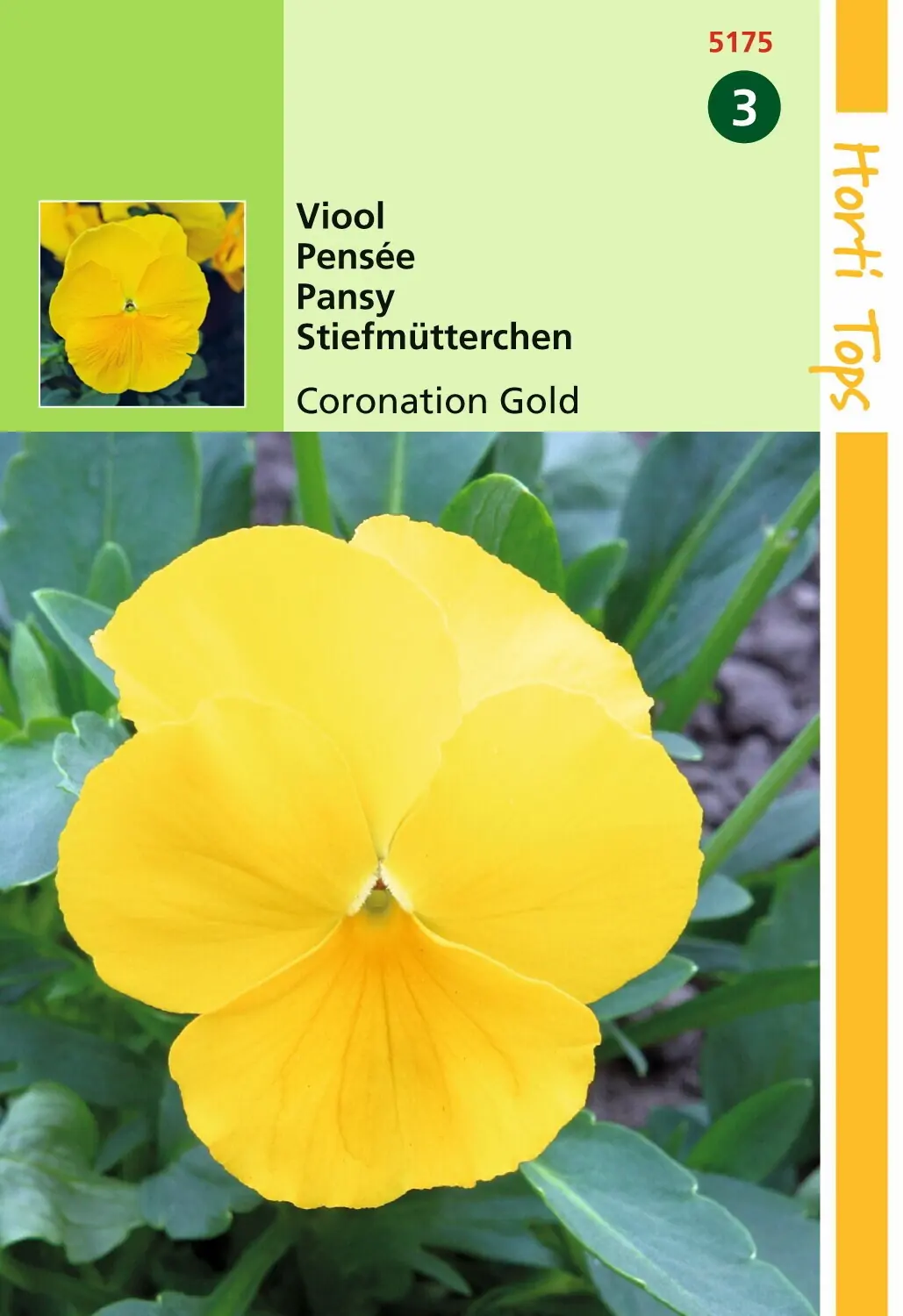 Zaden Viola Viool Coronation Gold Hortitops