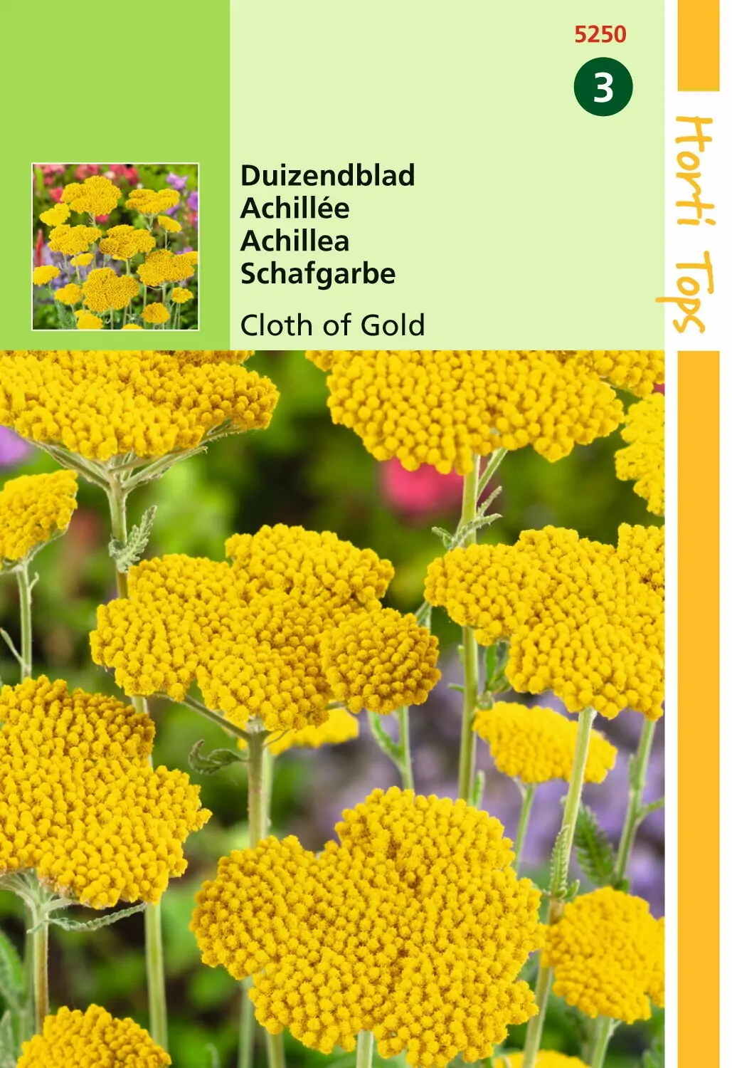 Zaden Achillea Duizendblad Cloth Of Gold Hortitops