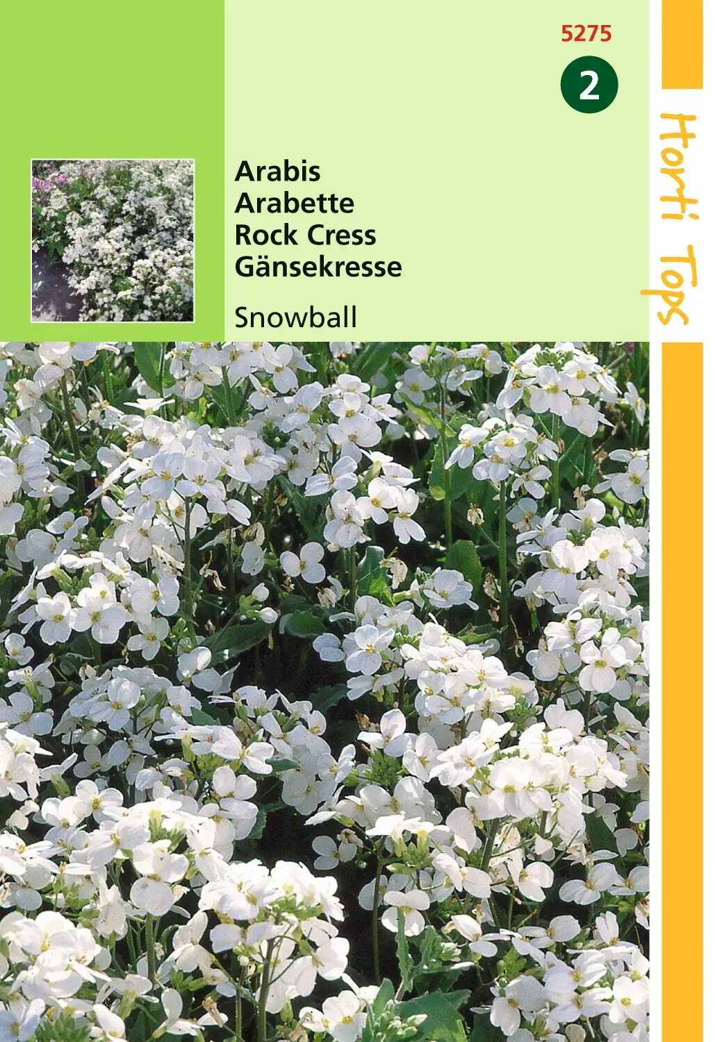 Zaden Arabis Scheefkelk Snowball Hortitops