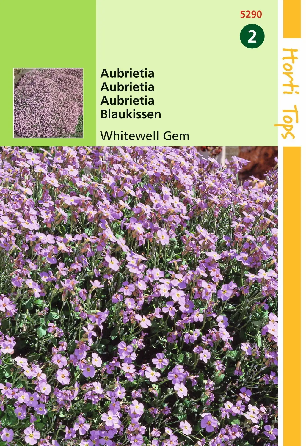 Zaden Aubrietia Blauwkussen Whitewell Gem Hortitops