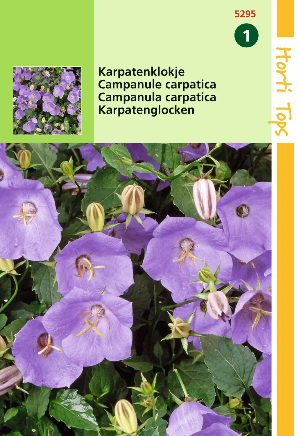 Zaden Campanula Karpatenklokje blauw Hortitops