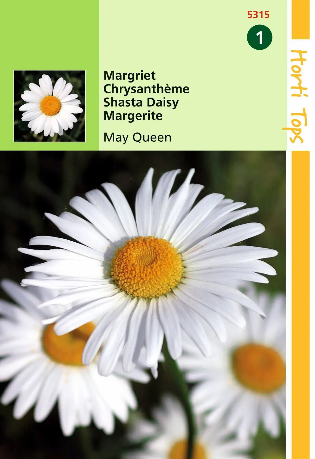 Zaden Chrysanthemum Margriet May Queen Hortitops