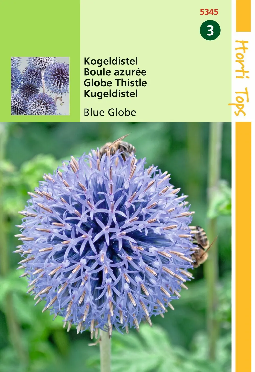 Zaden Echinops Kogeldistel Blue Globe Hortitops