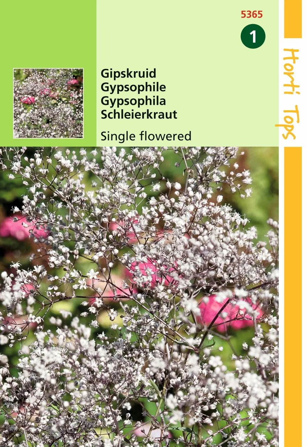 Zaden Gypsophila Gipskruid enkelbloemig wit Hortitops