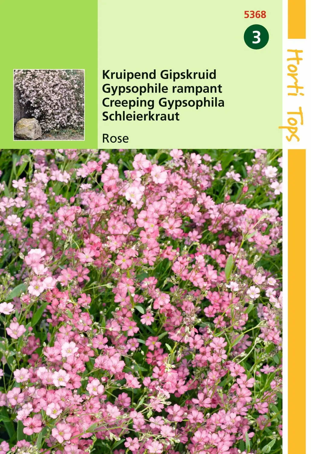 Zaden Gypsophila kruipend Gipskruid rose Hortitops