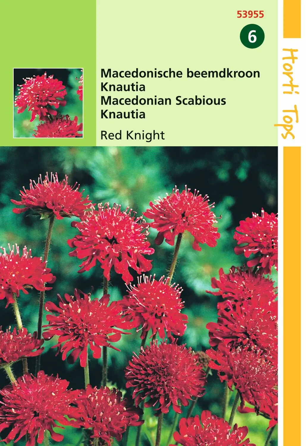 Zaden Knautia Macedonische beemdkroom Red Knight Hortitops