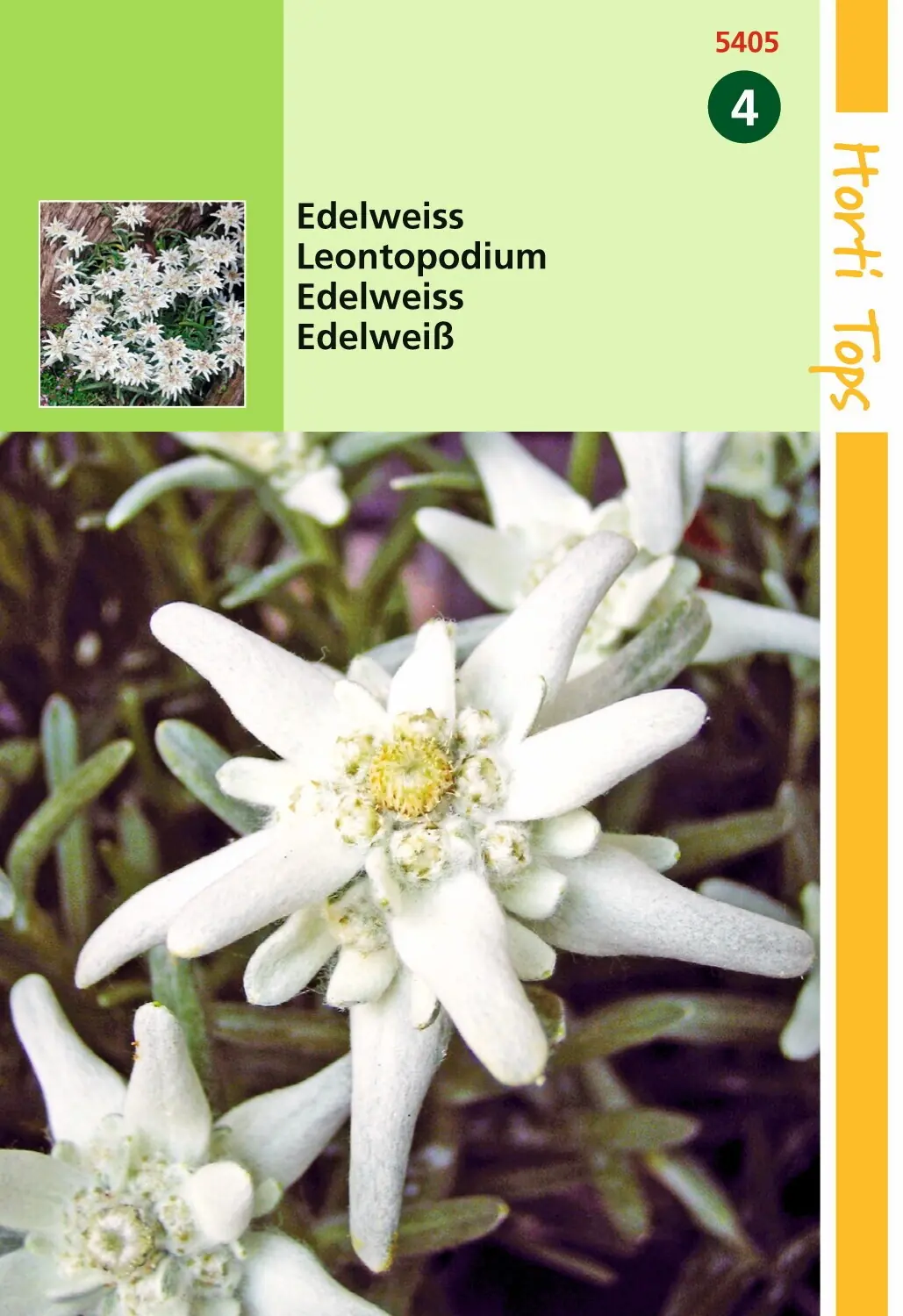 Zaden Leontopodium alpinum Edelweiss Hortitops
