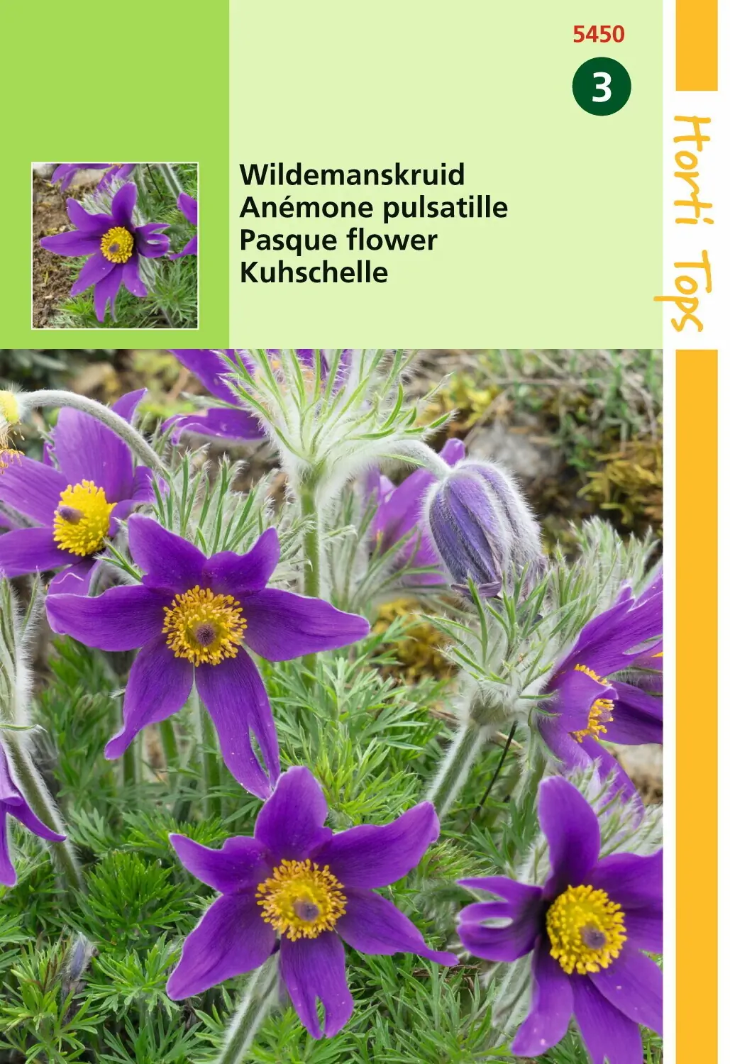 Zaden Pulsatilla Wildemanskruid Hortitops