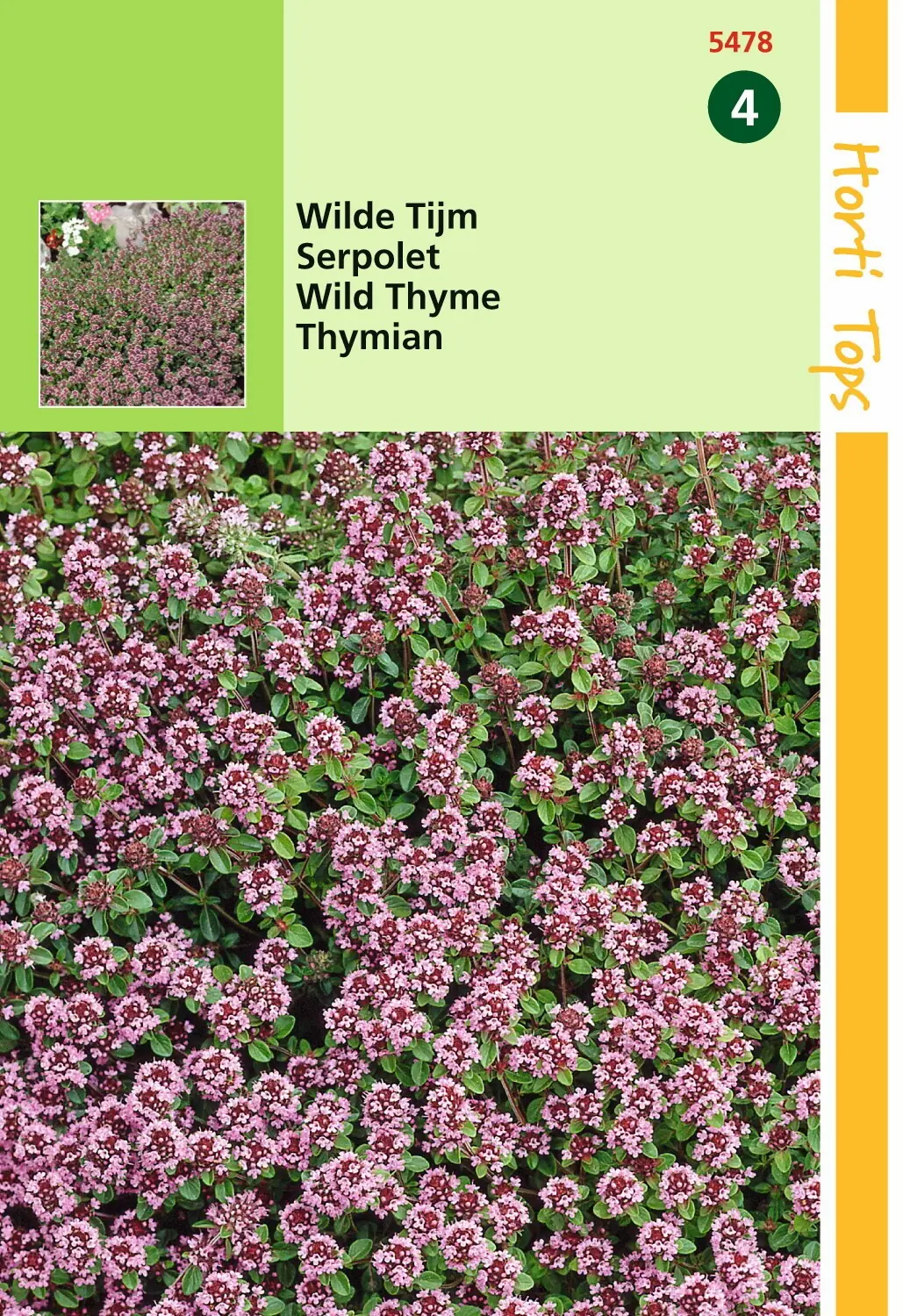Zaden Thymus Wilde Tijm Purperrood Hortitops