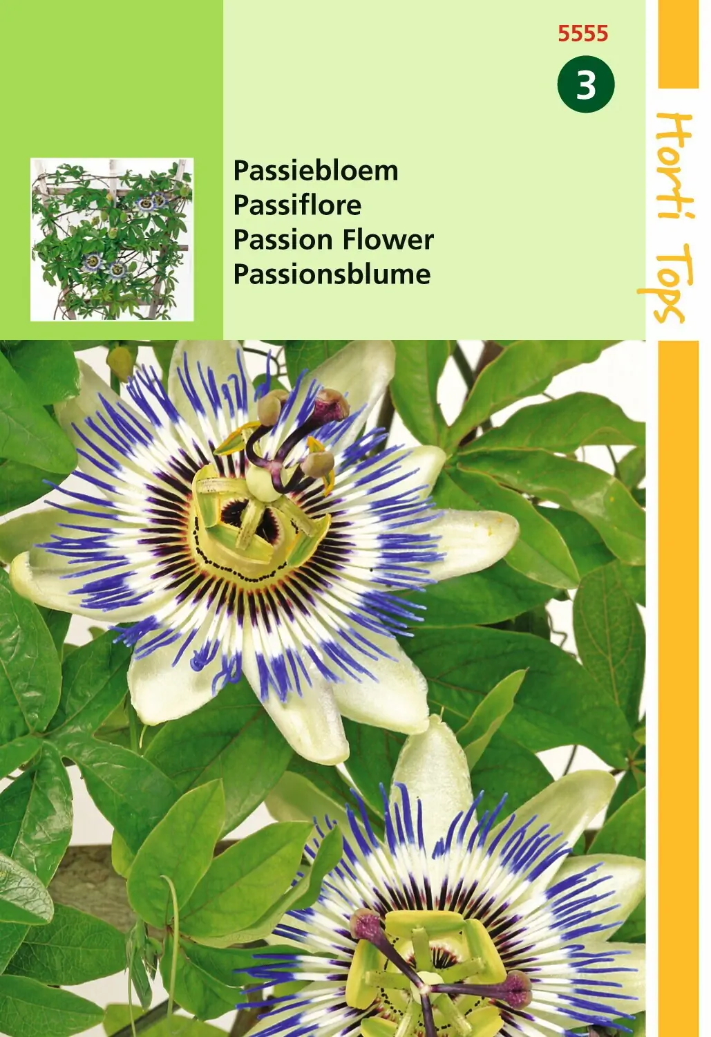 Zaden Passiflora Passiebloem Hortitops