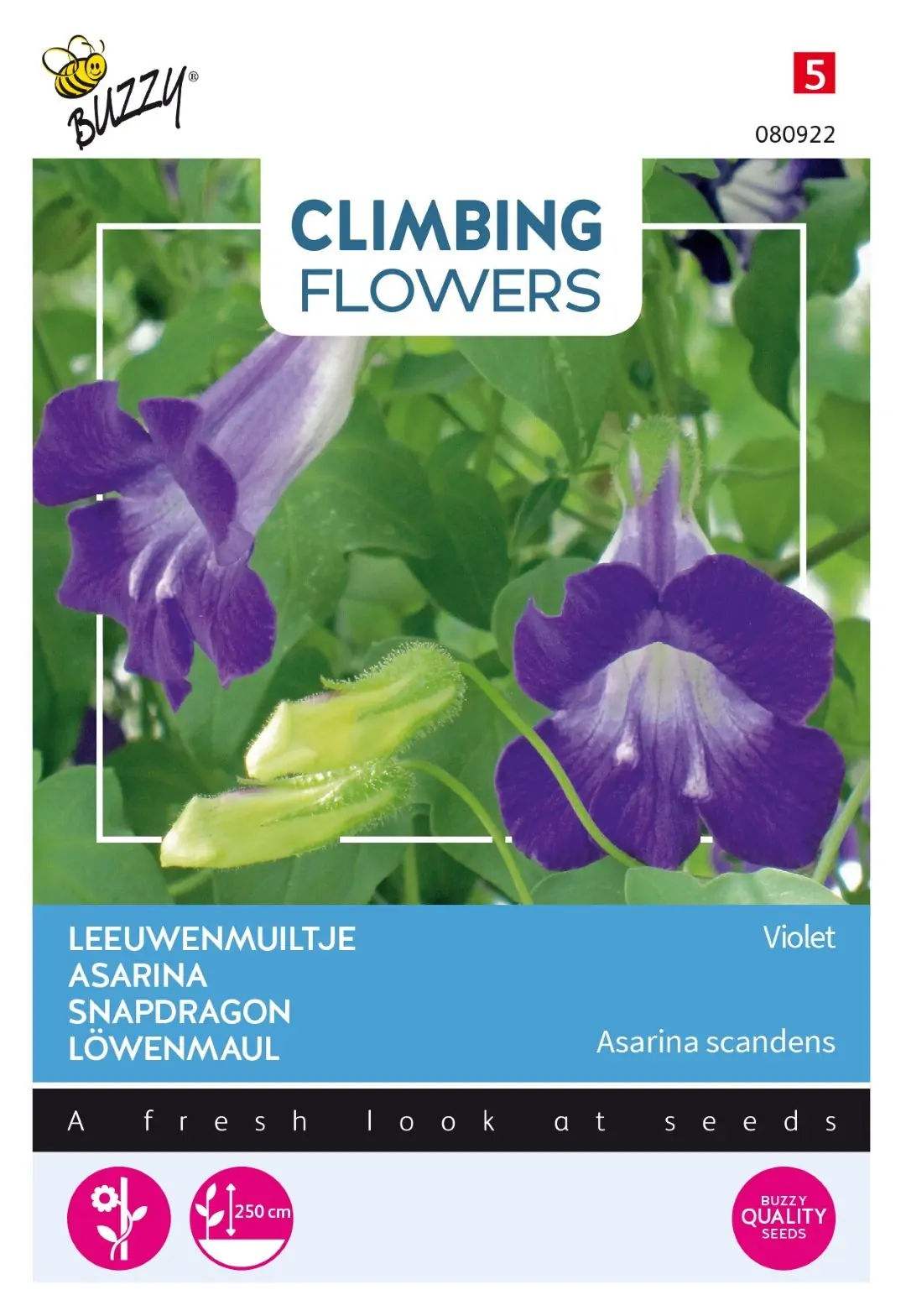 Zaden Flowering Climbers Asarina Violet Buzzy
