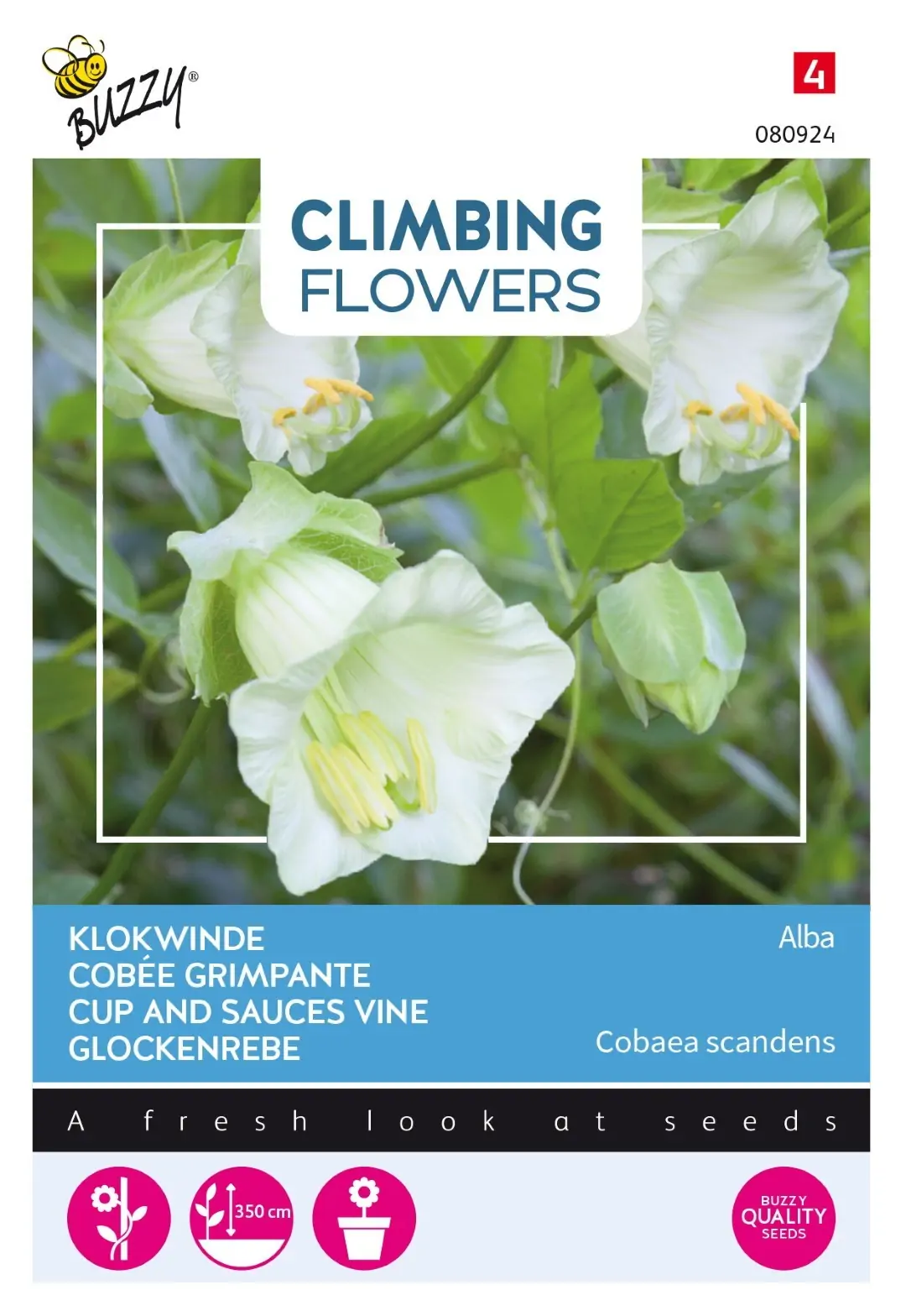 Zaden Flowering Climbers Cobaea Alba Wit Buzzy