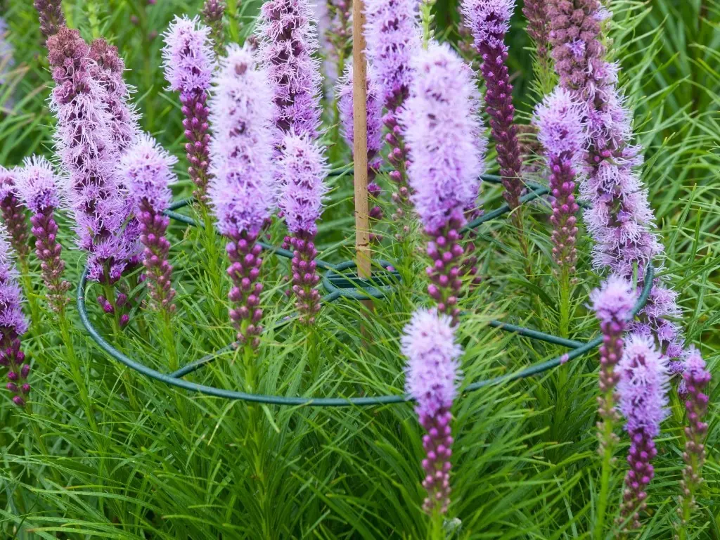 Plantensteunen dia. 30cm set a 3 stuks Nature