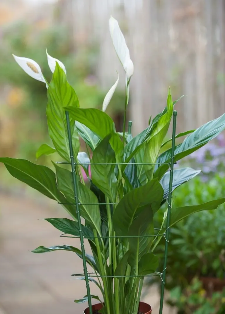 Plantensteunen geplastificeerd metaal groen H60cmx dia. 7mm incl. 3 ringen dia. 18-20-22cm Nature