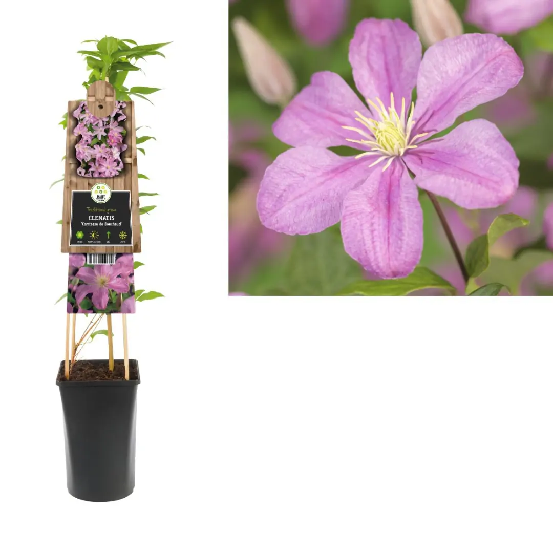 Klimplant Clematis Comtesse de Bouchaud 75 cm Bosrank Van der Starre