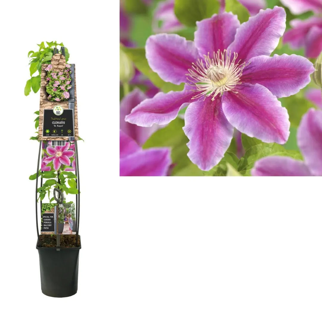 Klimplant Clematis Dr. Ruppel 120 cm Bosrank Van der Starre