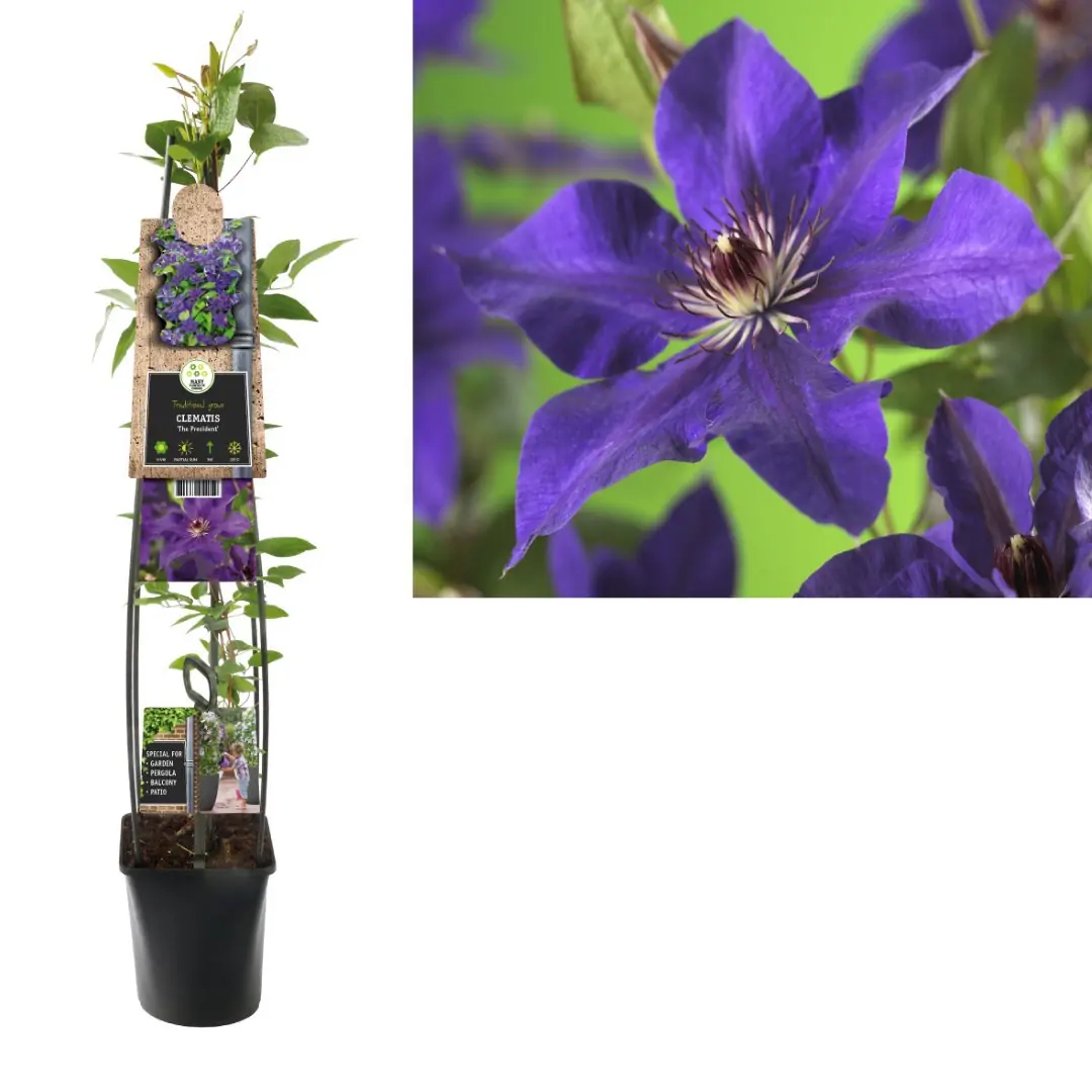 Klimplant Clematis The President 120 cm Bosrank Van der Starre